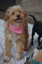 SABINA, Hund, Mischlingshund in Bulgarien - Bild 2