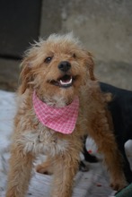 SABINA, Hund, Mischlingshund in Bulgarien - Bild 3