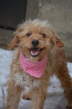SABINA, Hund, Mischlingshund in Bulgarien - Bild 4