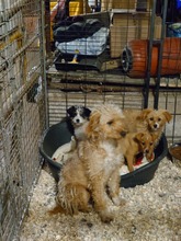 SABINA, Hund, Mischlingshund in Bulgarien - Bild 5