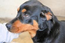 NIGELLE, Hund, Mischlingshund in Italien - Bild 1