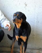 NIGELLE, Hund, Mischlingshund in Italien - Bild 11