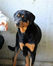 NIGELLE, Hund, Mischlingshund in Italien - Bild 2