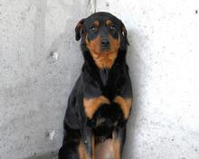 NIGELLE, Hund, Mischlingshund in Italien - Bild 3