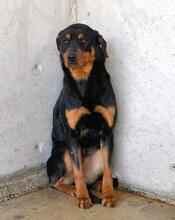 NIGELLE, Hund, Mischlingshund in Italien - Bild 4