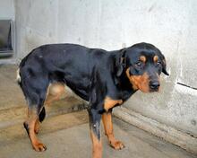 NIGELLE, Hund, Mischlingshund in Italien - Bild 5
