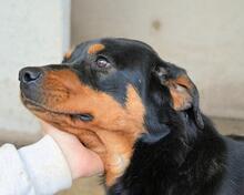 NIGELLE, Hund, Mischlingshund in Italien - Bild 6