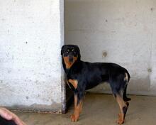 NIGELLE, Hund, Mischlingshund in Italien - Bild 7