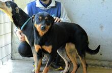 NIGELLE, Hund, Mischlingshund in Italien - Bild 8