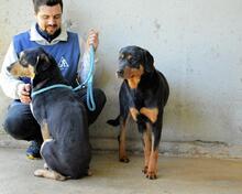 NIGELLE, Hund, Mischlingshund in Italien - Bild 9