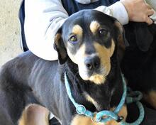 NELLEY, Hund, Mischlingshund in Italien - Bild 1