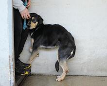 NELLEY, Hund, Mischlingshund in Italien - Bild 2