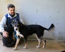 NELLEY, Hund, Mischlingshund in Italien - Bild 3