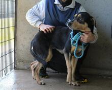 NELLEY, Hund, Mischlingshund in Italien - Bild 4