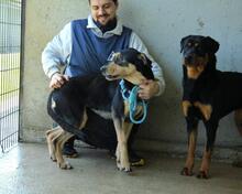 NELLEY, Hund, Mischlingshund in Italien - Bild 5