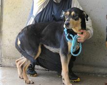 NELLEY, Hund, Mischlingshund in Italien - Bild 6