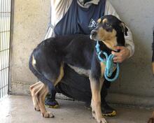 NELLEY, Hund, Mischlingshund in Italien - Bild 7