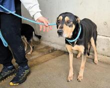 NELLEY, Hund, Mischlingshund in Italien - Bild 8