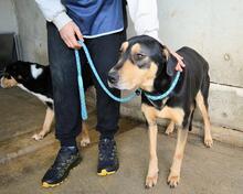 NELLEY, Hund, Mischlingshund in Italien - Bild 9