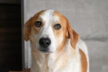 MAXIMINO, Hund, Mischlingshund in Italien - Bild 1