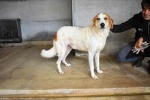 MAXIMINO, Hund, Mischlingshund in Italien - Bild 10
