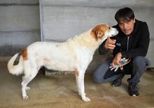 MAXIMINO, Hund, Mischlingshund in Italien - Bild 2
