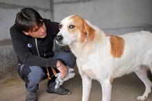 MAXIMINO, Hund, Mischlingshund in Italien - Bild 3