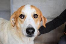 MAXIMINO, Hund, Mischlingshund in Italien - Bild 4