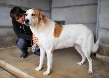 MAXIMINO, Hund, Mischlingshund in Italien - Bild 5
