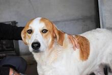 MAXIMINO, Hund, Mischlingshund in Italien - Bild 6