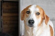 MAXIMINO, Hund, Mischlingshund in Italien - Bild 7