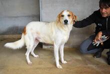 MAXIMINO, Hund, Mischlingshund in Italien - Bild 9