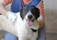 LORIANNE, Hund, Mischlingshund in Italien - Bild 1