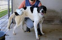 LORIANNE, Hund, Mischlingshund in Italien - Bild 2