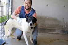LORIANNE, Hund, Mischlingshund in Italien - Bild 3