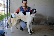 LORIANNE, Hund, Mischlingshund in Italien - Bild 5