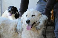 IMERIA, Hund, Mischlingshund in Italien - Bild 1
