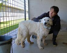 IMERIA, Hund, Mischlingshund in Italien - Bild 2
