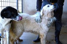 IMERIA, Hund, Mischlingshund in Italien - Bild 3