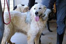 IMERIA, Hund, Mischlingshund in Italien - Bild 4