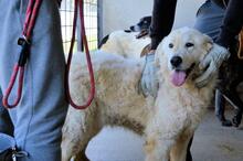 IMERIA, Hund, Mischlingshund in Italien - Bild 5