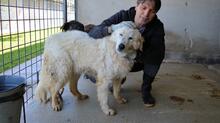 IMERIA, Hund, Mischlingshund in Italien - Bild 7