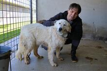 IMERIA, Hund, Mischlingshund in Italien - Bild 8
