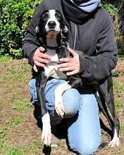 GABRIKIA, Hund, Mischlingshund in Italien - Bild 1