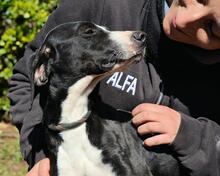 GABRIKIA, Hund, Mischlingshund in Italien - Bild 2