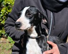 GABRIKIA, Hund, Mischlingshund in Italien - Bild 3