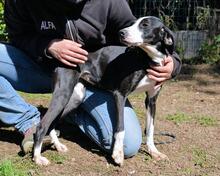 GABRIKIA, Hund, Mischlingshund in Italien - Bild 4