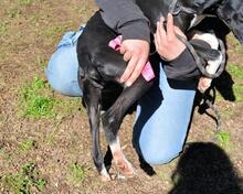 GABRIKIA, Hund, Mischlingshund in Italien - Bild 5
