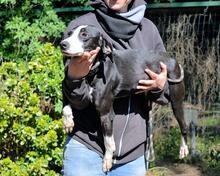 GABRIKIA, Hund, Mischlingshund in Italien - Bild 6