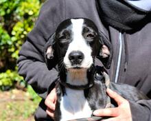 GABRIKIA, Hund, Mischlingshund in Italien - Bild 7